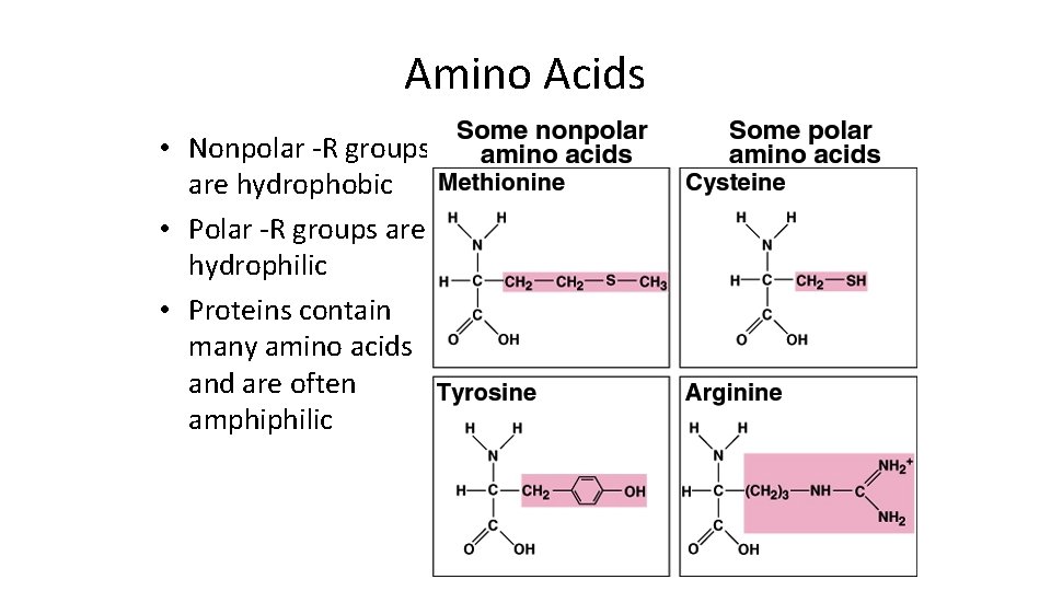 Amino Acids • Nonpolar -R groups are hydrophobic • Polar -R groups are hydrophilic