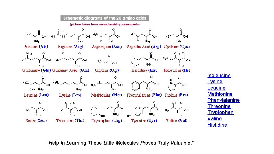 Isoleucine Lysine Leucine Methionine Phenylalanine Threonine Tryptophan Valine Histidine "Help In Learning These Little