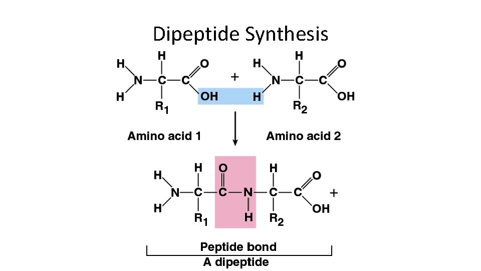 Dipeptide Synthesis 