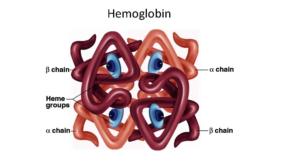 Hemoglobin 