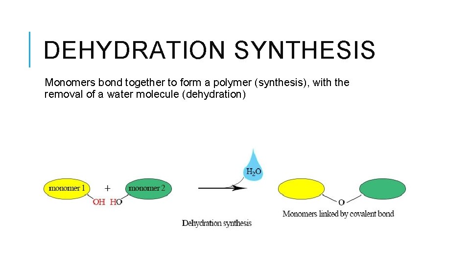 DEHYDRATION SYNTHESIS Monomers bond together to form a polymer (synthesis), with the removal of
