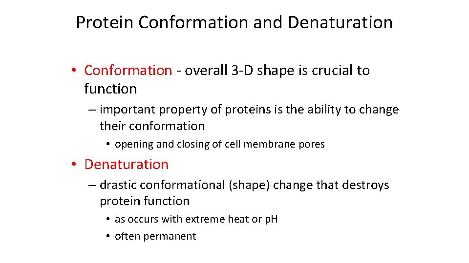 Protein Conformation and Denaturation • Conformation - overall 3 -D shape is crucial to