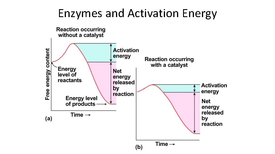 Enzymes and Activation Energy 