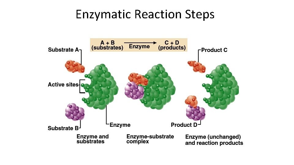 Enzymatic Reaction Steps 