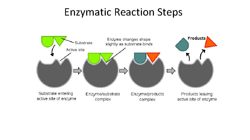 Enzymatic Reaction Steps 