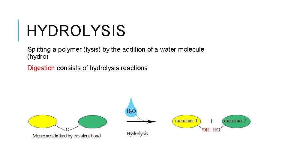 HYDROLYSIS Splitting a polymer (lysis) by the addition of a water molecule (hydro) Digestion