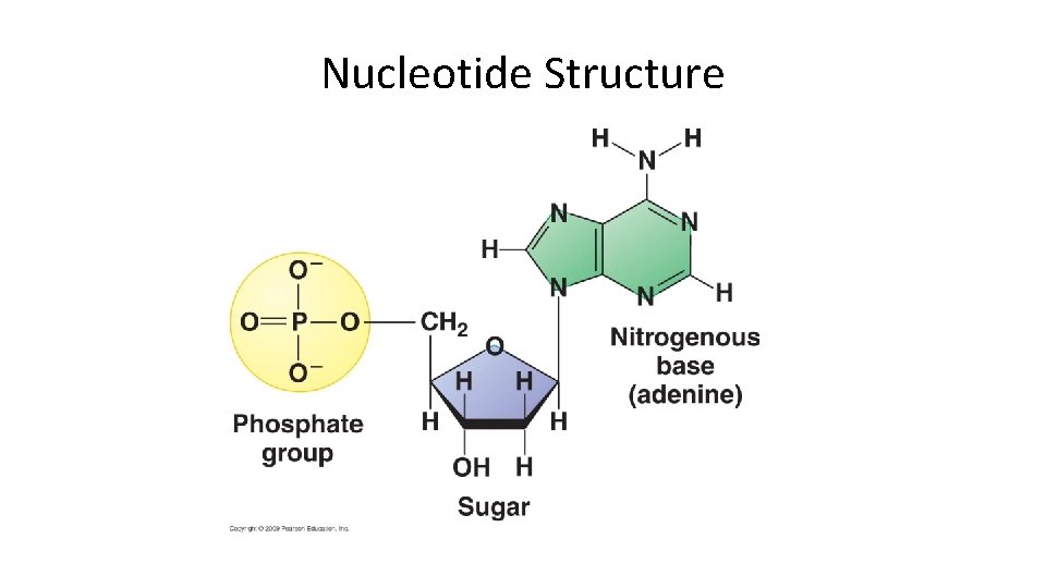 Nucleotide Structure 