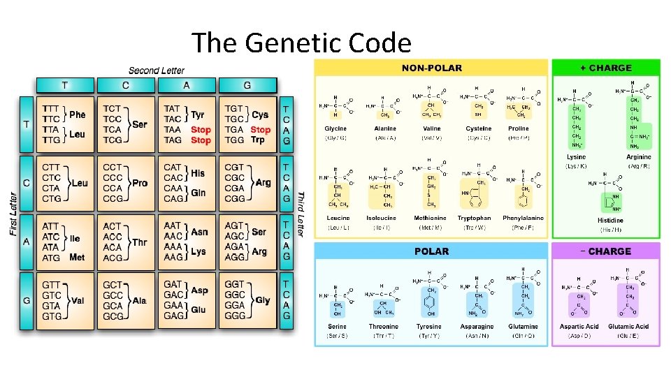 The Genetic Code 