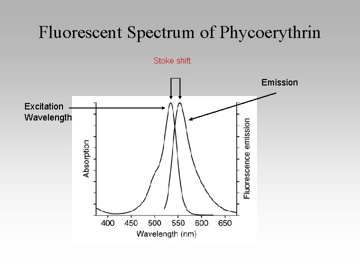 Fluorescent Spectrum of Phycoerythrin Stoke shift Emission Excitation Wavelength 