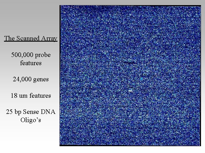 The Scanned Array 500, 000 probe features 24, 000 genes 18 um features 25