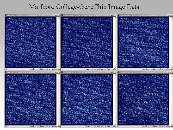 Marlboro College-Gene. Chip Image Data 
