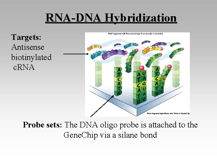 RNA-DNA Hybridization Targets: Antisense biotinylated c. RNA Probe sets: The DNA oligo probe is