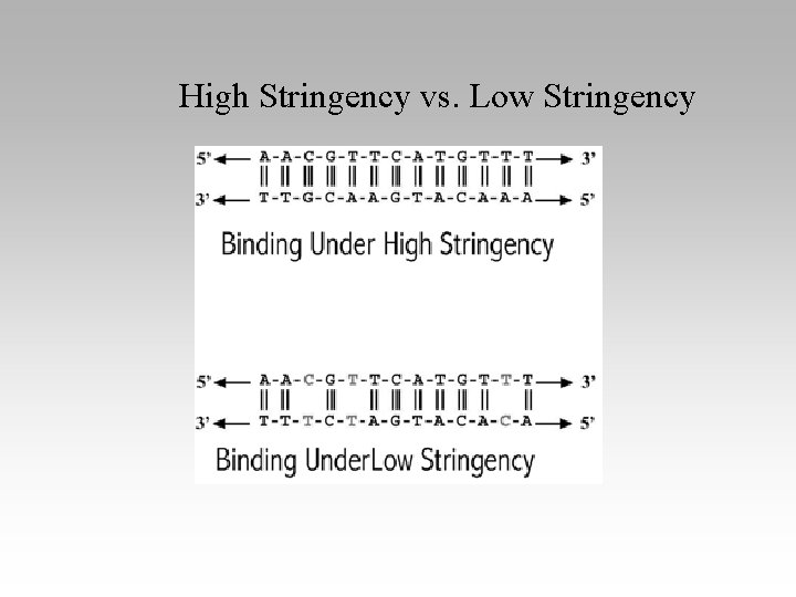 High Stringency vs. Low Stringency 