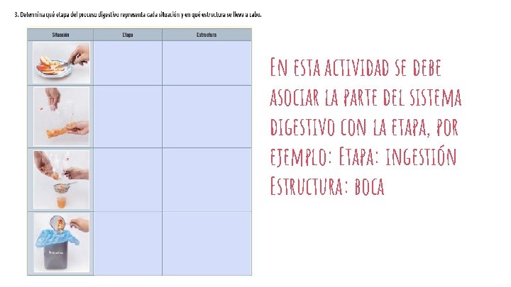 En esta actividad se debe asociar la parte del sistema digestivo con la etapa,