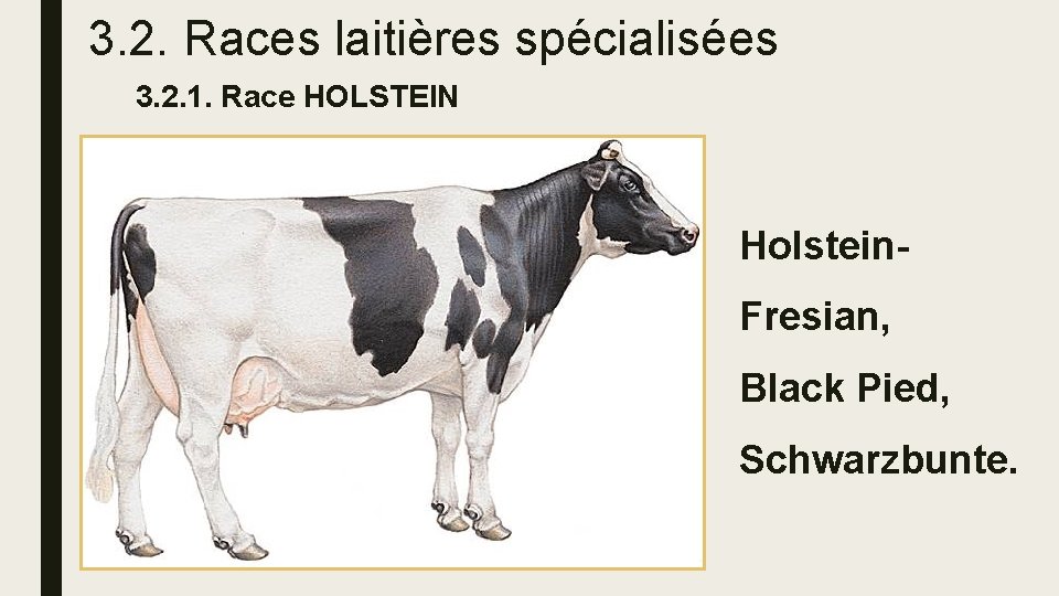 3. 2. Races laitières spécialisées 3. 2. 1. Race HOLSTEIN Holstein. Fresian, Black Pied,