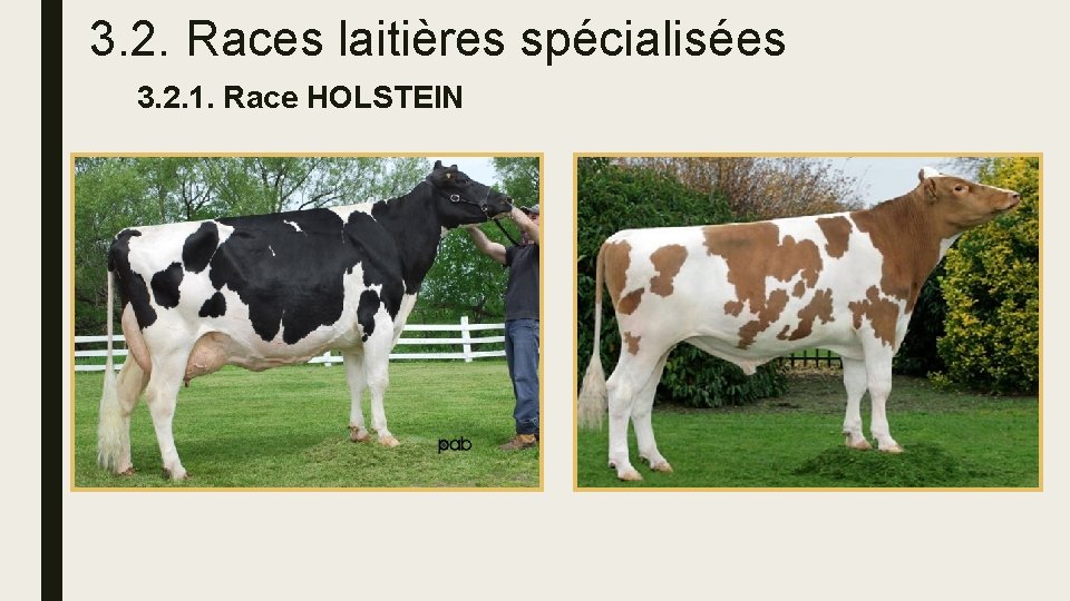 3. 2. Races laitières spécialisées 3. 2. 1. Race HOLSTEIN 