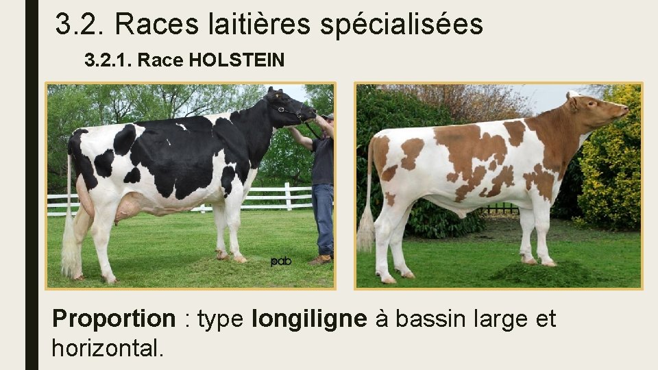 3. 2. Races laitières spécialisées 3. 2. 1. Race HOLSTEIN Proportion : type longiligne