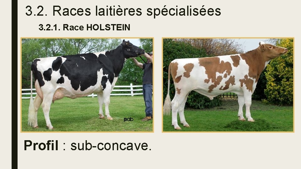 3. 2. Races laitières spécialisées 3. 2. 1. Race HOLSTEIN Profil : sub-concave. 