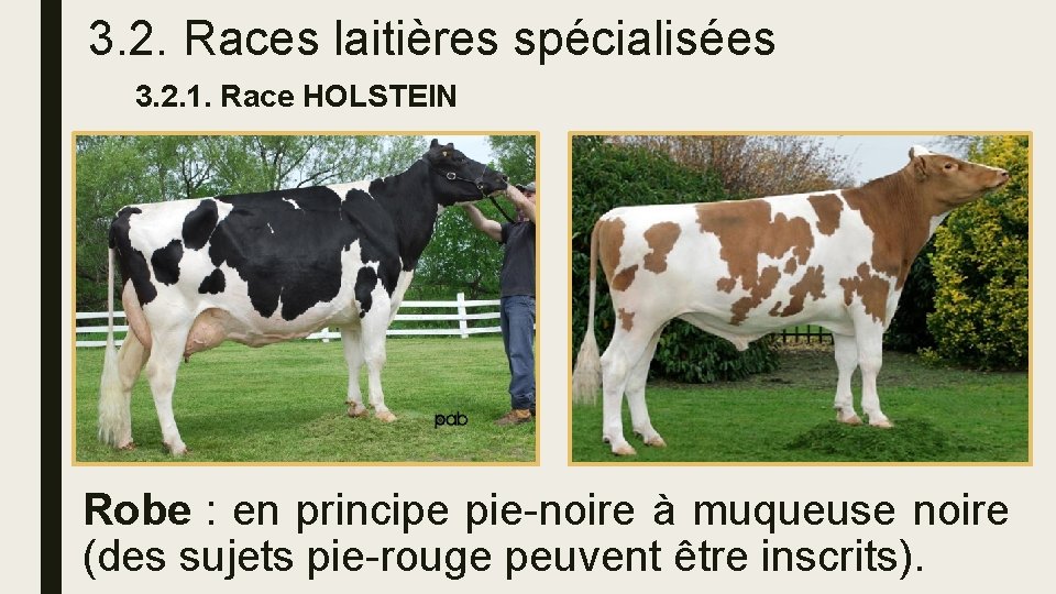 3. 2. Races laitières spécialisées 3. 2. 1. Race HOLSTEIN Robe : en principe