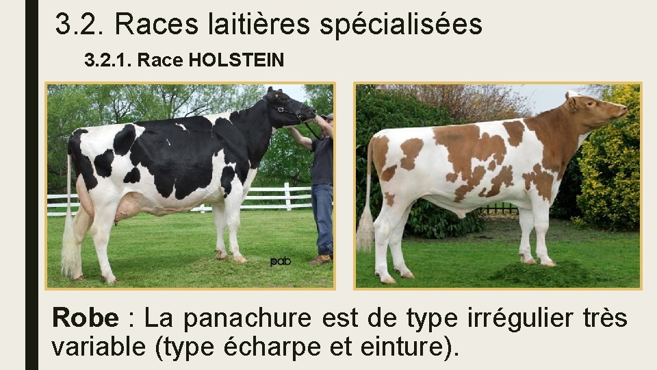 3. 2. Races laitières spécialisées 3. 2. 1. Race HOLSTEIN Robe : La panachure