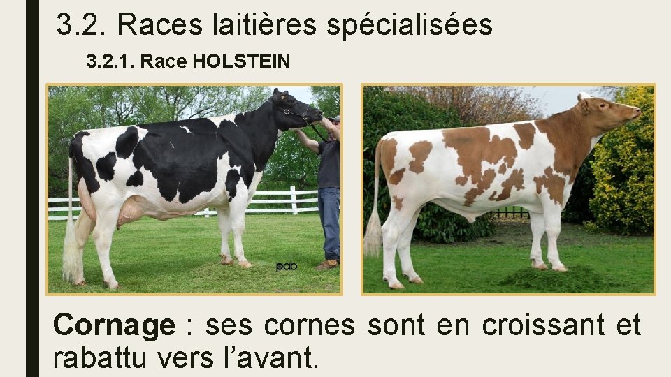 3. 2. Races laitières spécialisées 3. 2. 1. Race HOLSTEIN Cornage : ses cornes