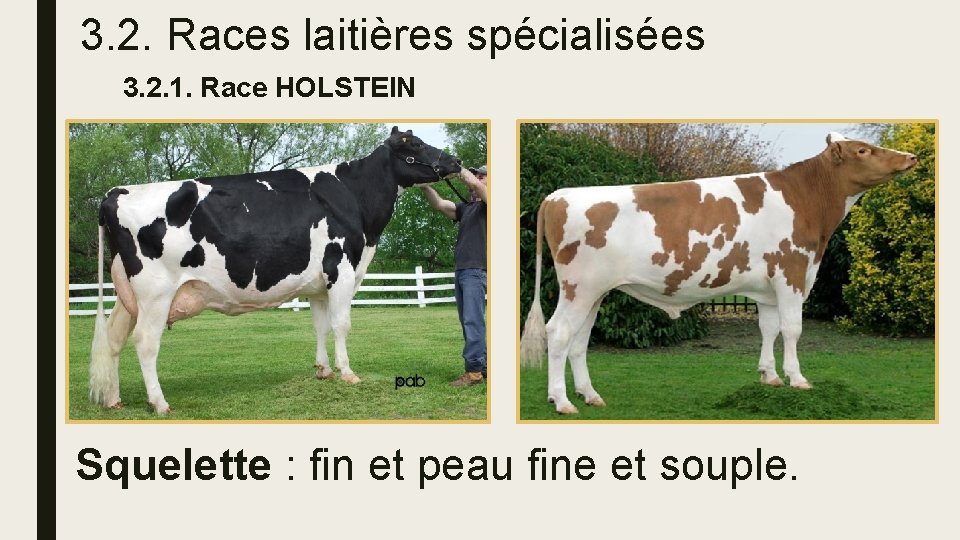 3. 2. Races laitières spécialisées 3. 2. 1. Race HOLSTEIN Squelette : fin et