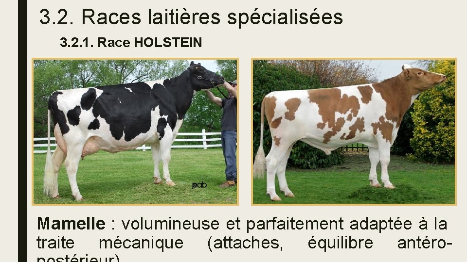 3. 2. Races laitières spécialisées 3. 2. 1. Race HOLSTEIN Mamelle : volumineuse et