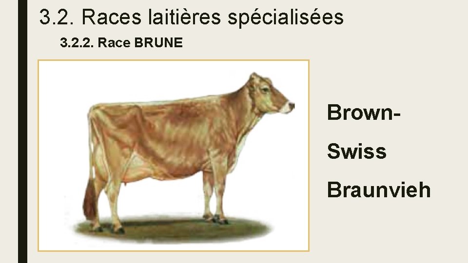 3. 2. Races laitières spécialisées 3. 2. 2. Race BRUNE Brown. Swiss Braunvieh 