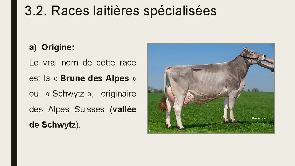 3. 2. Races laitières spécialisées a) Origine: Le vrai nom de cette race est