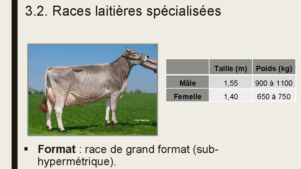 3. 2. Races laitières spécialisées Taille (m) Poids (kg) Mâle 1, 55 900 à