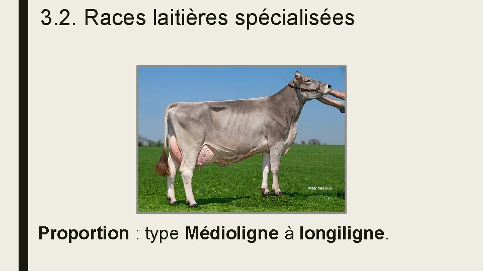 3. 2. Races laitières spécialisées Proportion : type Médioligne à longiligne. 