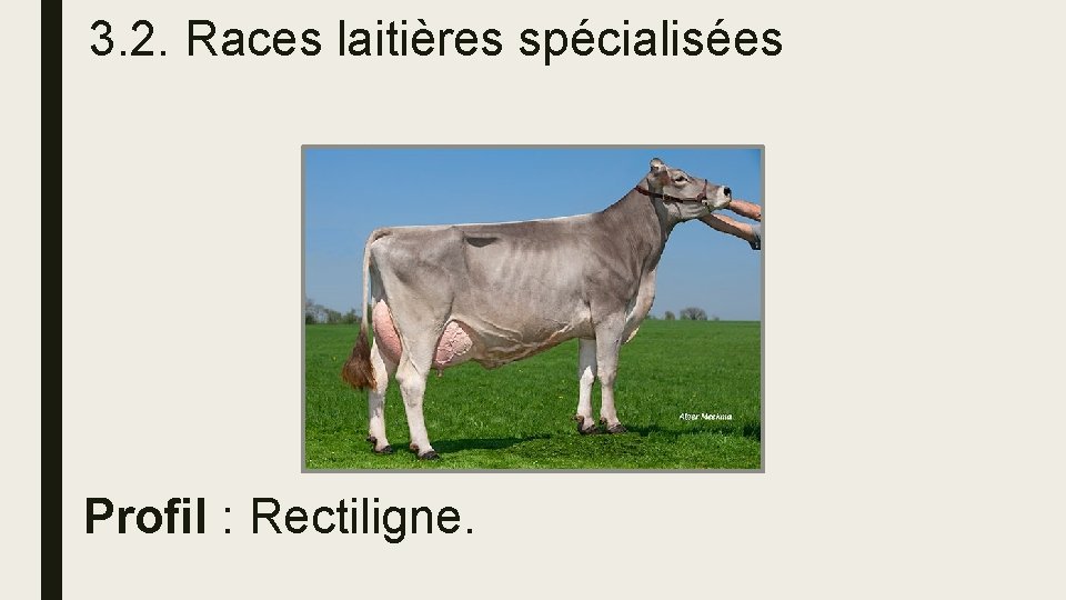 3. 2. Races laitières spécialisées Profil : Rectiligne. 