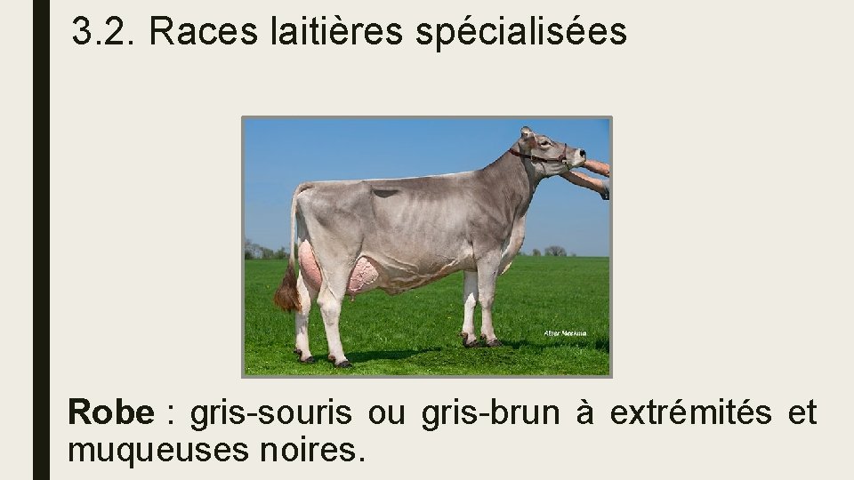 3. 2. Races laitières spécialisées Robe : gris-souris ou gris-brun à extrémités et muqueuses