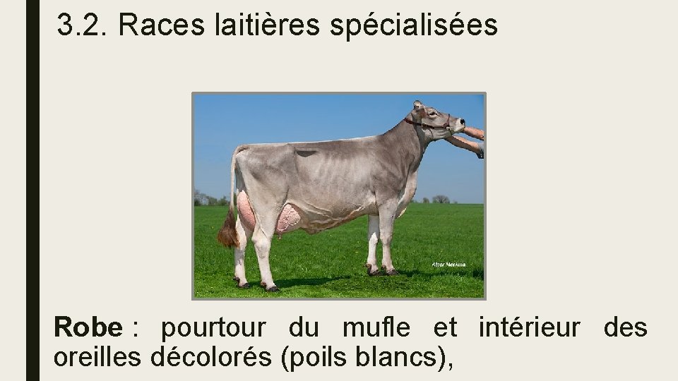 3. 2. Races laitières spécialisées Robe : pourtour du mufle et intérieur des oreilles