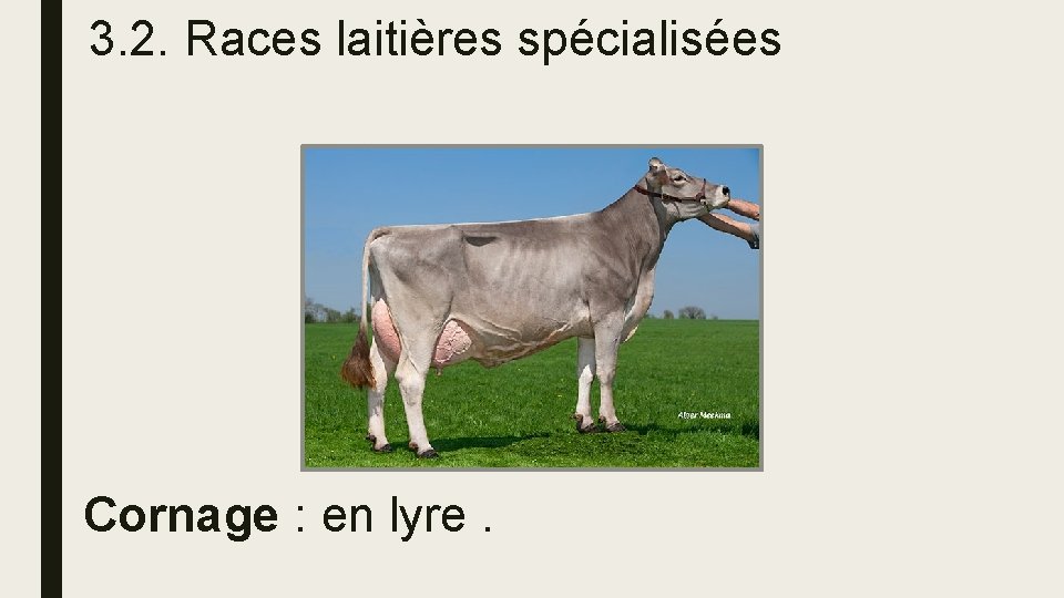 3. 2. Races laitières spécialisées Cornage : en lyre. 