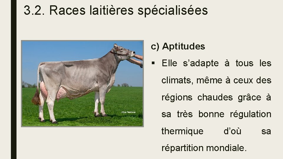 3. 2. Races laitières spécialisées c) Aptitudes § Elle s’adapte à tous les climats,