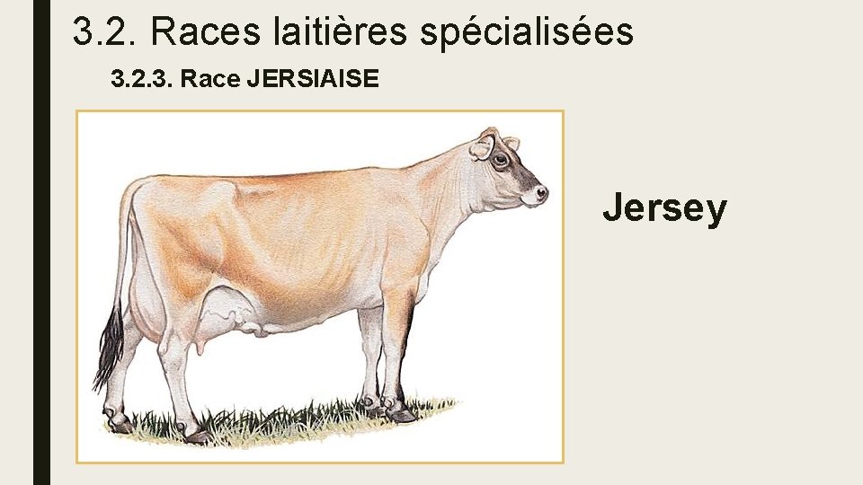 3. 2. Races laitières spécialisées 3. 2. 3. Race JERSIAISE Jersey 