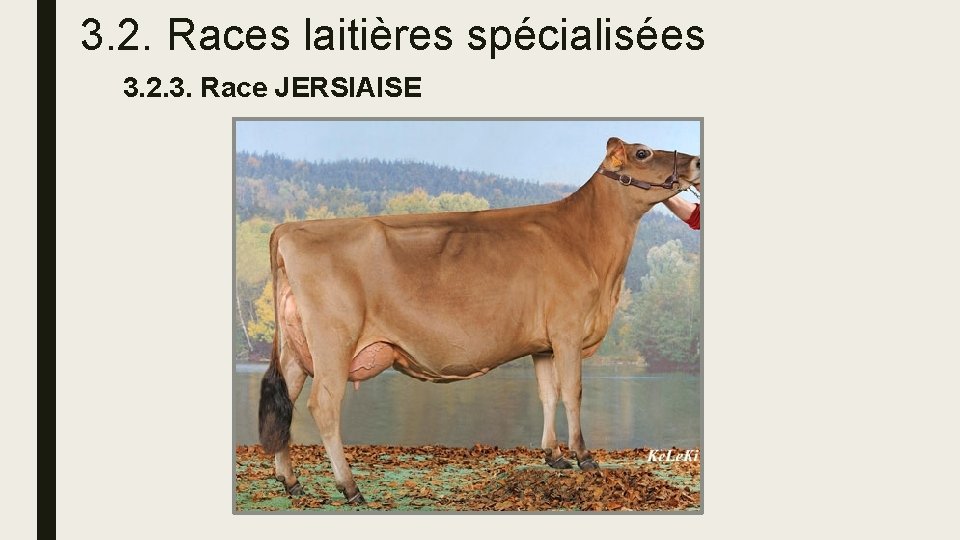 3. 2. Races laitières spécialisées 3. 2. 3. Race JERSIAISE 