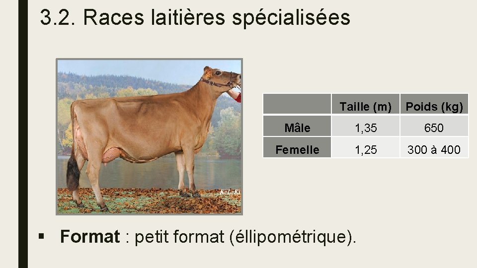 3. 2. Races laitières spécialisées Taille (m) Poids (kg) Mâle 1, 35 650 Femelle