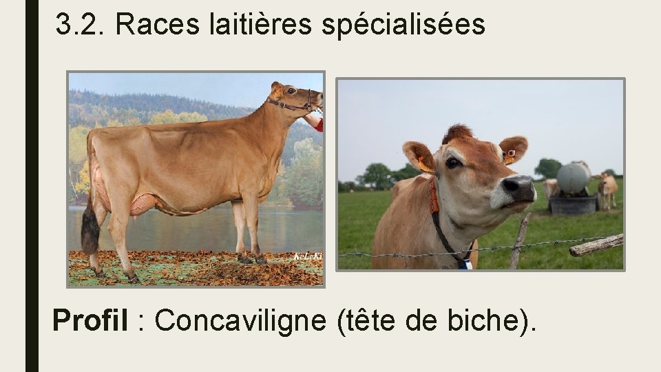 3. 2. Races laitières spécialisées Profil : Concaviligne (tête de biche). 