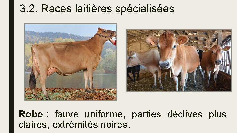 3. 2. Races laitières spécialisées Robe : fauve uniforme, parties déclives plus claires, extrémités