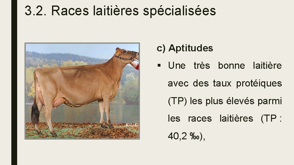 3. 2. Races laitières spécialisées c) Aptitudes § Une très bonne laitière avec des