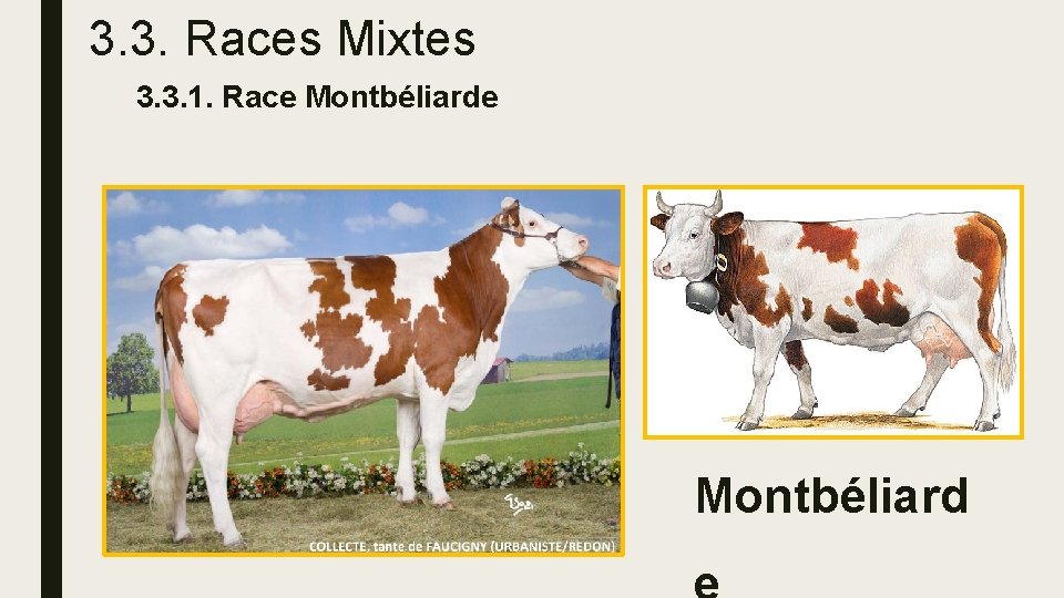 3. 3. Races Mixtes 3. 3. 1. Race Montbéliard 