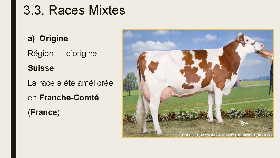 3. 3. Races Mixtes a) Origine Région d’origine : Suisse La race a été