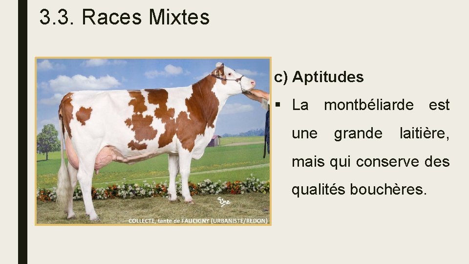 3. 3. Races Mixtes c) Aptitudes § La montbéliarde est une grande laitière, mais