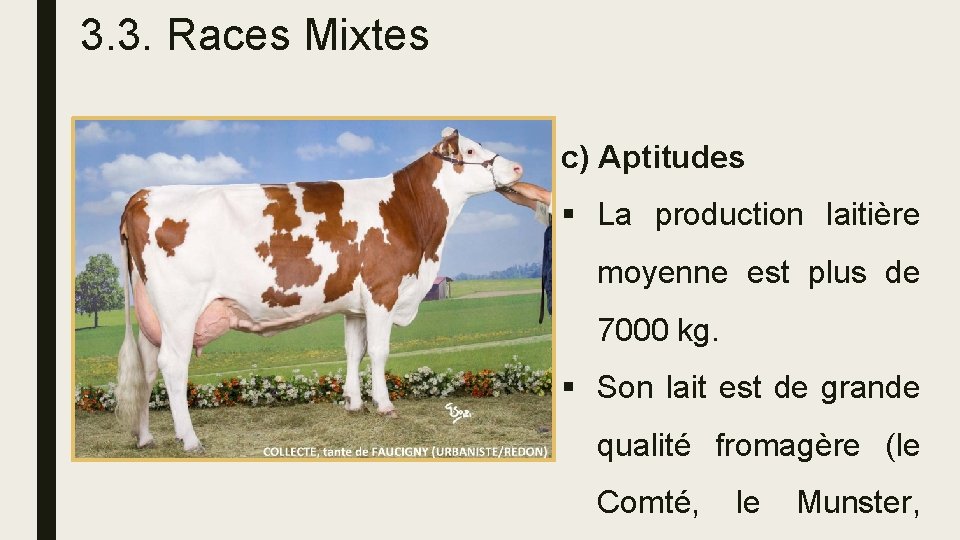 3. 3. Races Mixtes c) Aptitudes § La production laitière moyenne est plus de