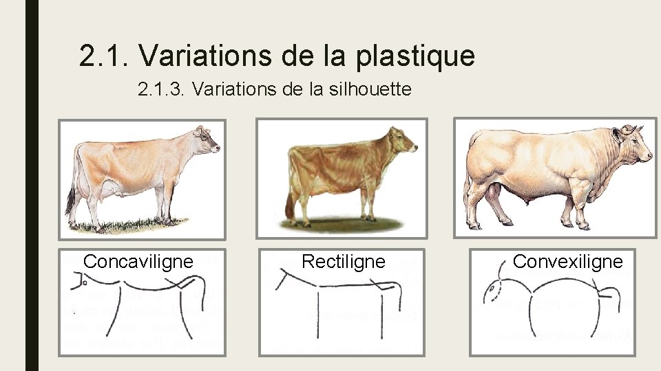 2. 1. Variations de la plastique 2. 1. 3. Variations de la silhouette Concaviligne