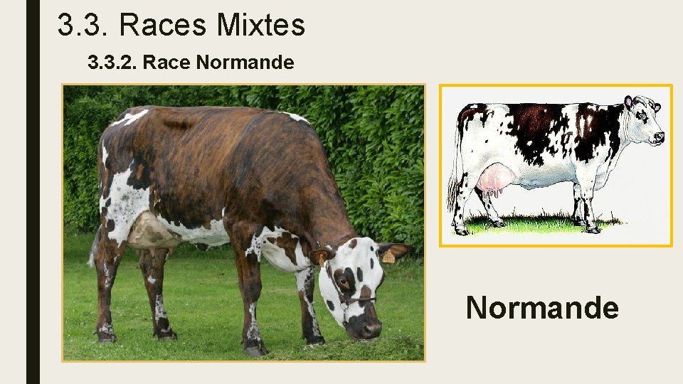 3. 3. Races Mixtes 3. 3. 2. Race Normande 