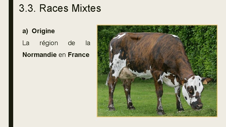 3. 3. Races Mixtes a) Origine La région de la Normandie en France 