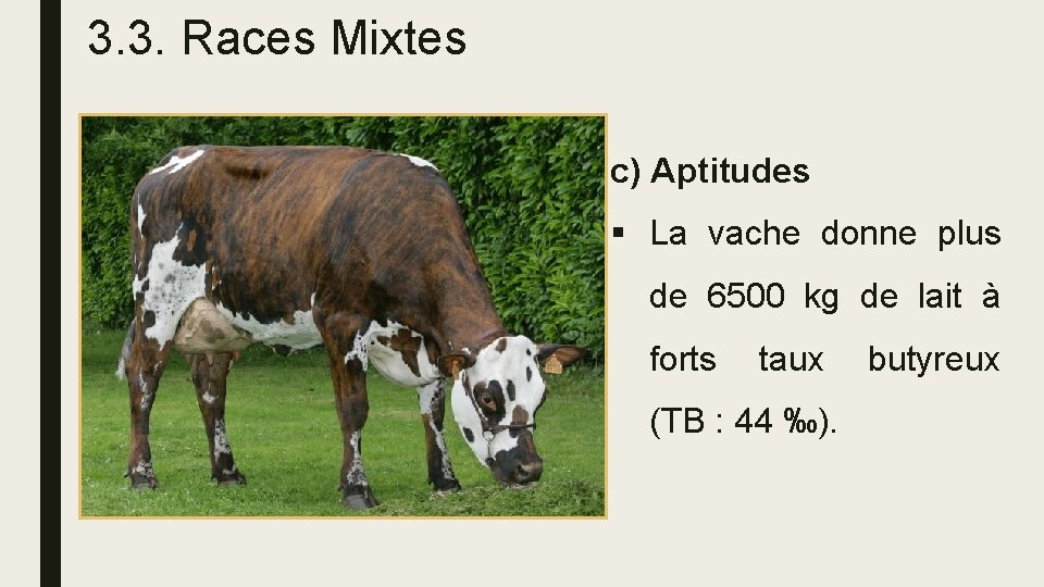 3. 3. Races Mixtes c) Aptitudes § La vache donne plus de 6500 kg